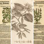 The Gap Between Art and Science: Botanical Illustrations